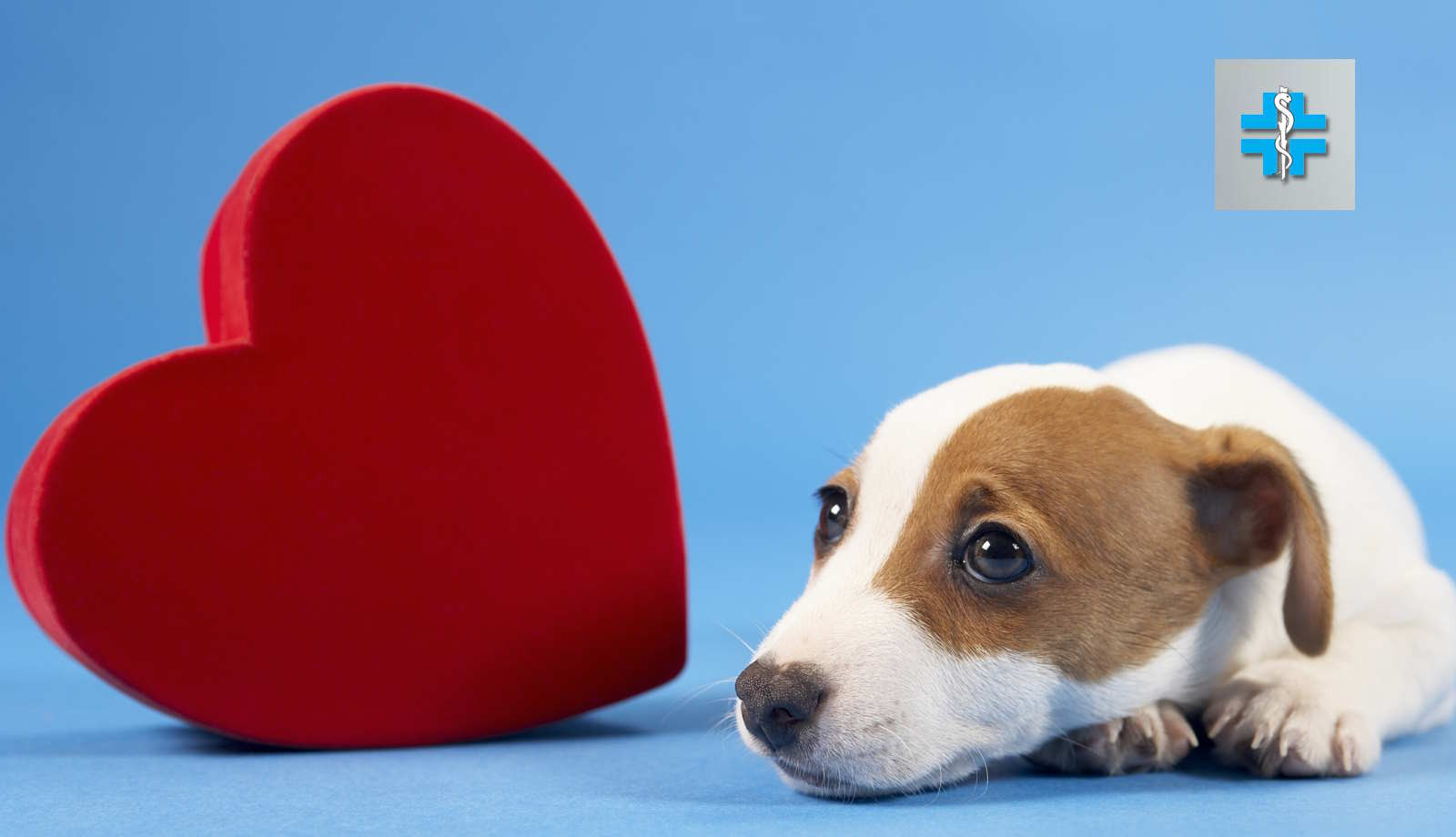 media.medicinaveterinaria-Kursaal-Riccione