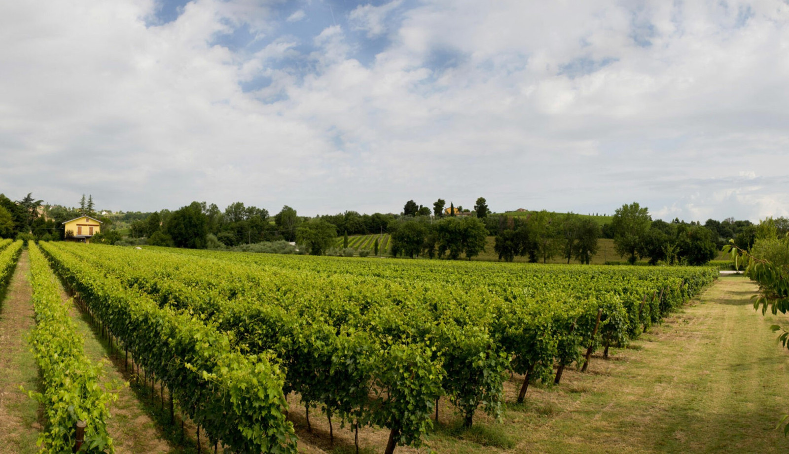 media.sl-09-podere-vecciano-scaled